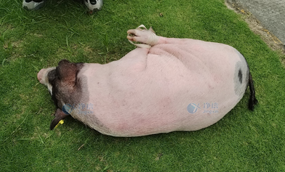 香豬多器官單細(xì)胞懸液怎么制？用單細(xì)胞懸液制備儀